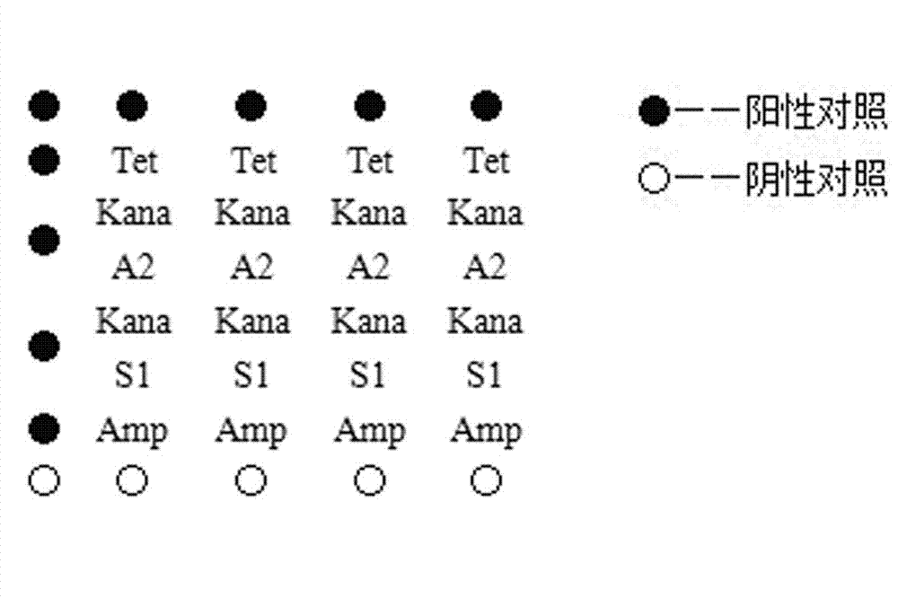 Detection chip for drug resistance gene of bacteria, and application thereof