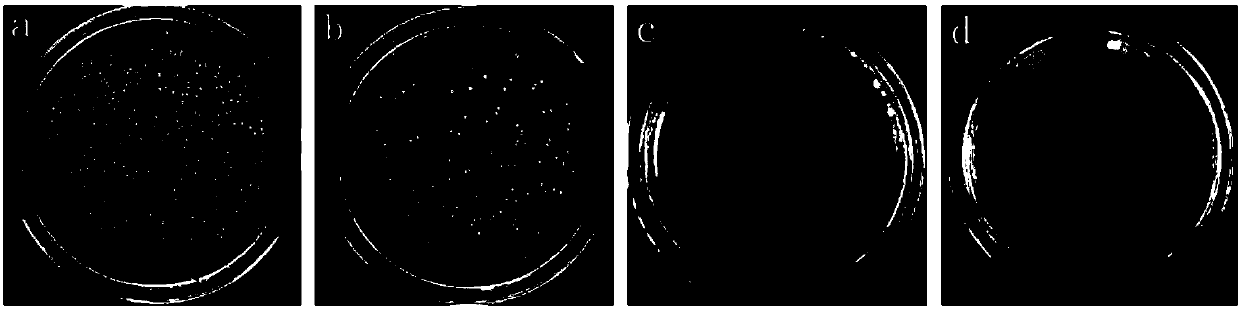 Nano-silver loaded graphene antibacterial agent and graphene in-situ reduction nano-silver loaded water-based antibacterial coating