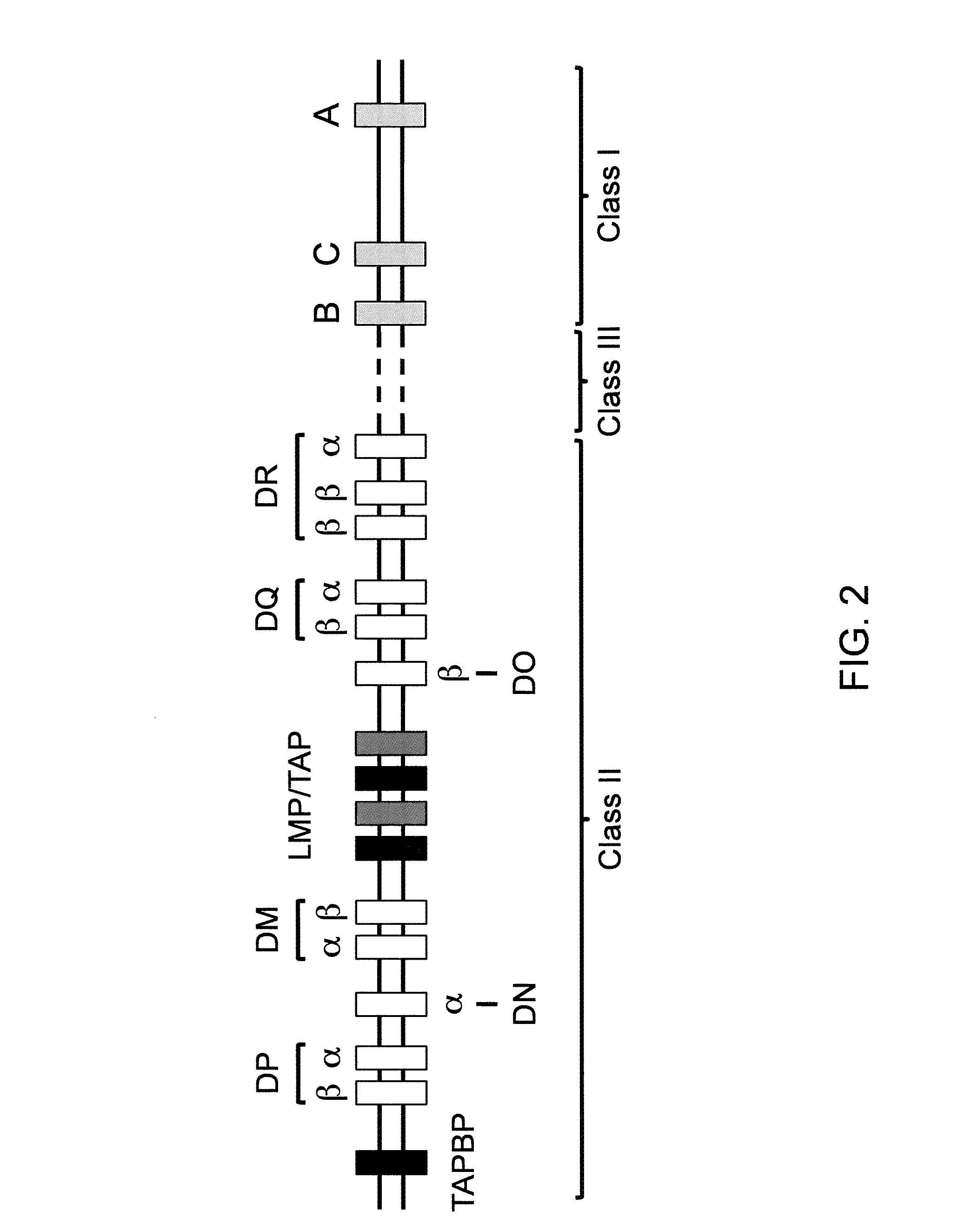 Genetically Modified Major Histocompatibility Complex Mice