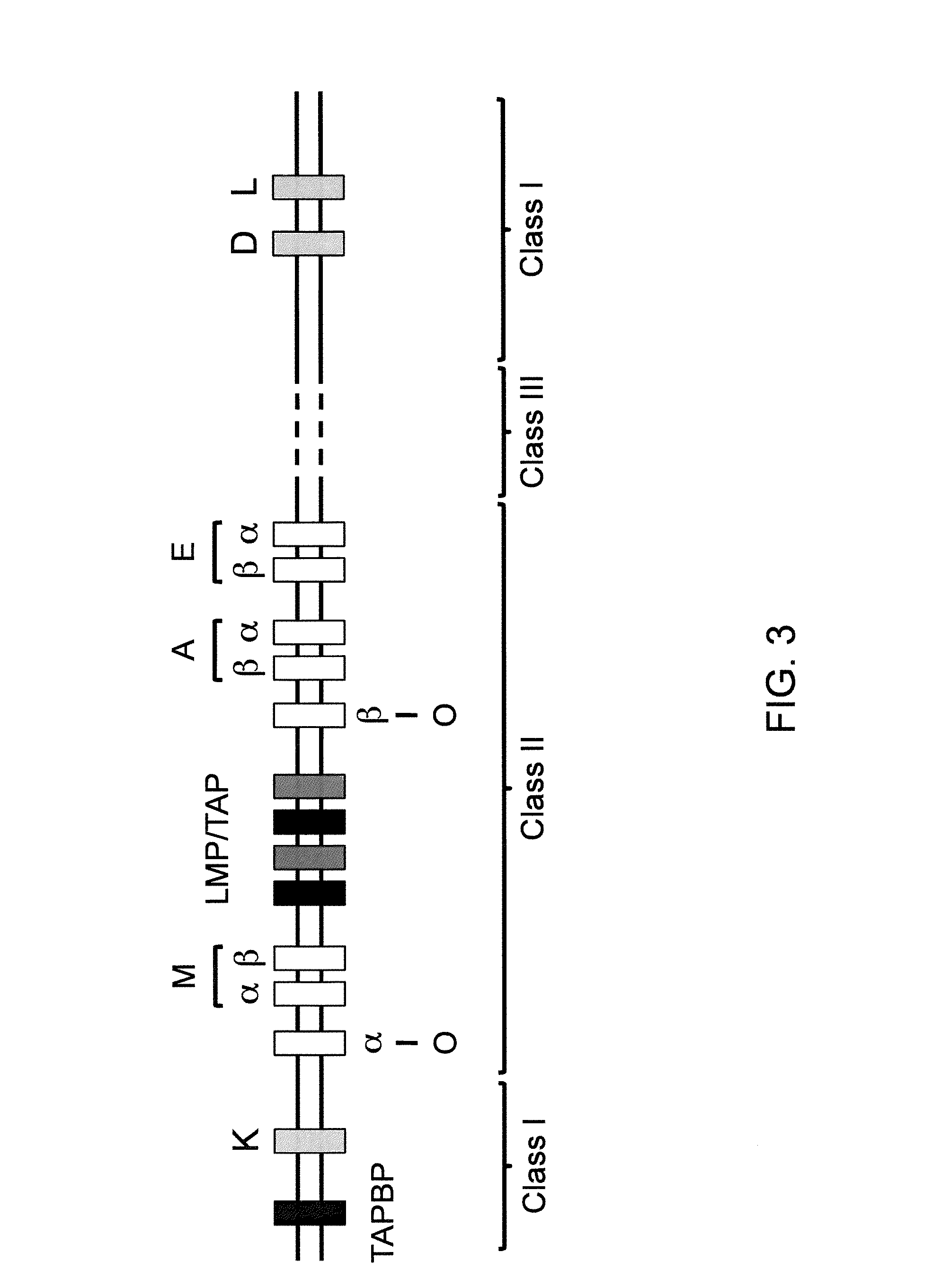 Genetically Modified Major Histocompatibility Complex Mice