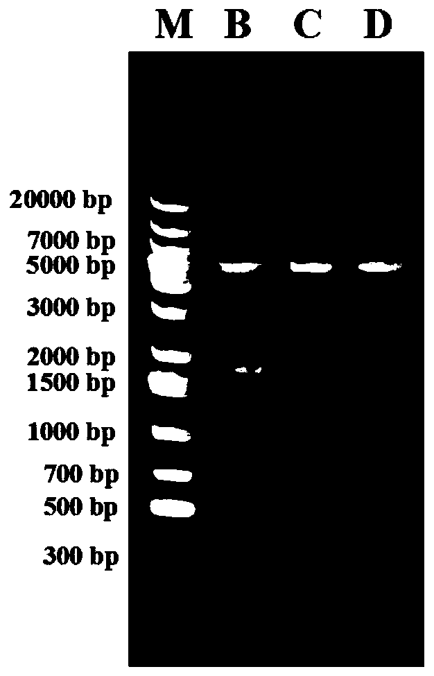 Codon-optimized peste des petits ruminants virus F gene nucleic acid vaccine