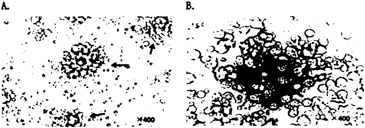 Chicken marrow-derived dendritic cell (DC) targeting peptide AH and application thereof