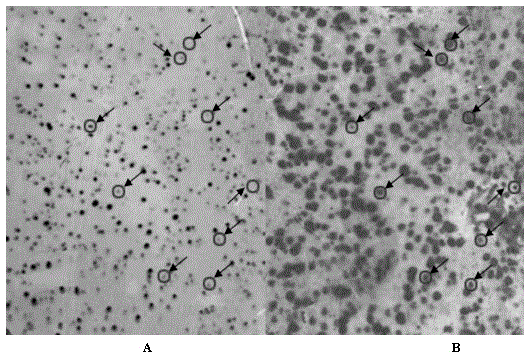 Method for separating and regulating peanut embryonic development gene