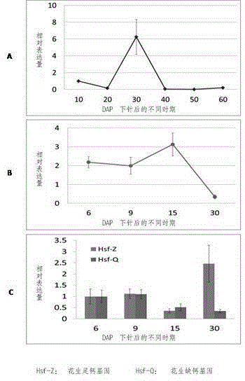 Method for separating and regulating peanut embryonic development gene