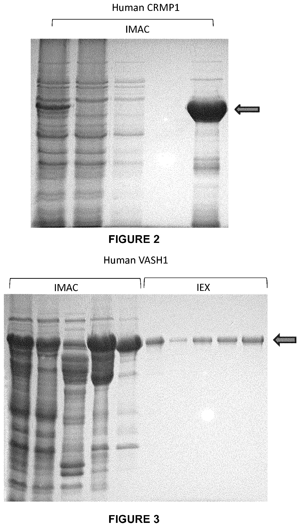 In vitro Screening Assay of TCPase Modulators