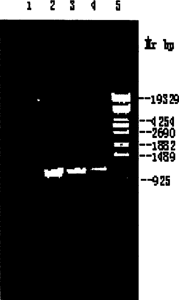 High efficiency stable expression system of transgene tomato