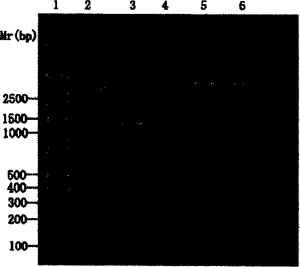 High efficiency stable expression system of transgene tomato