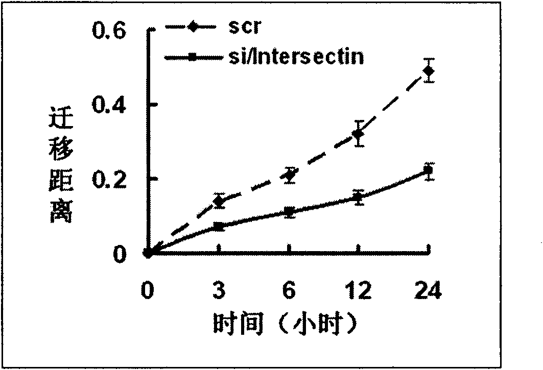 Bridge molecule 1-siRNA interference sequence and fusion expression vector thereof