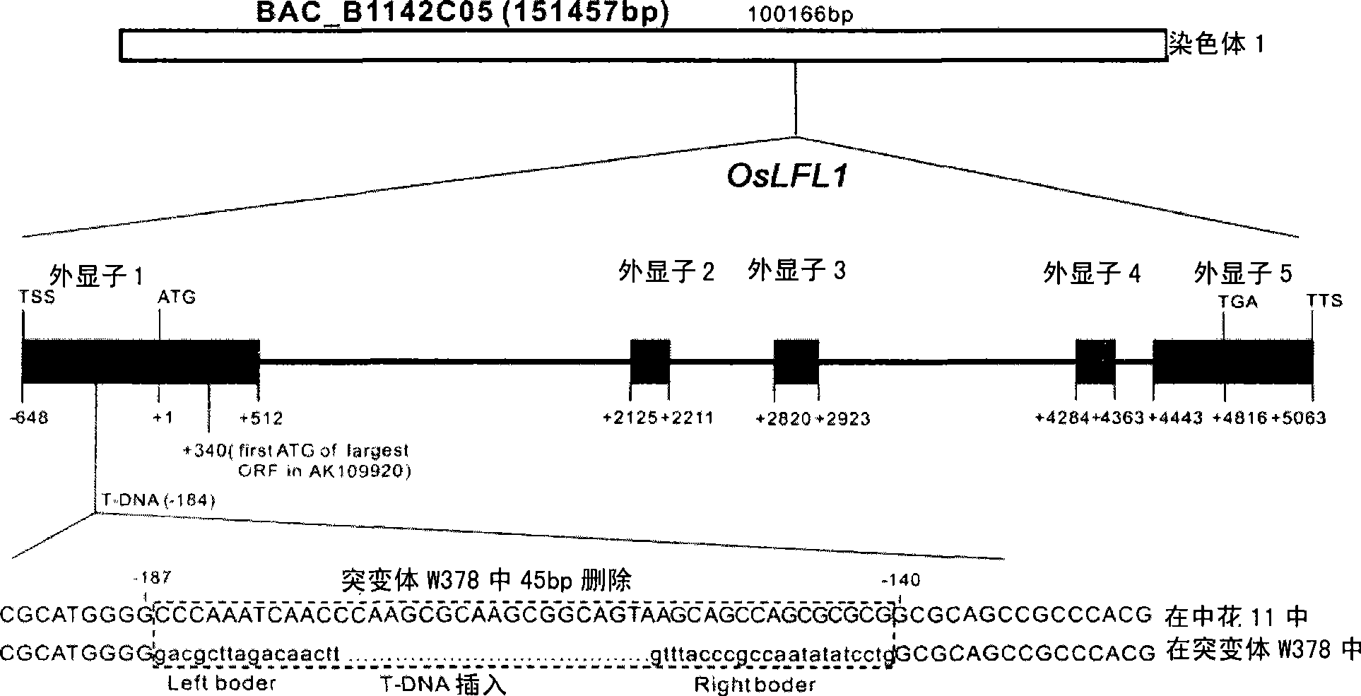 Rice fat synthesis related gene and use thereof