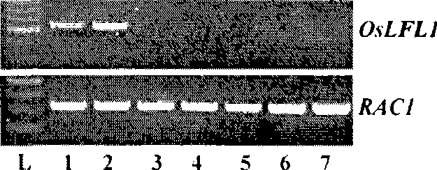 Rice fat synthesis related gene and use thereof