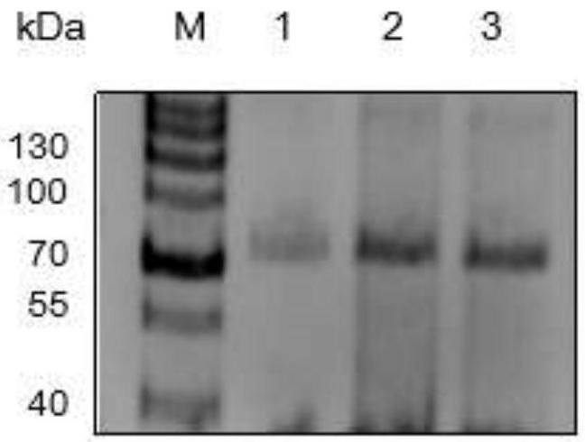 Beta-galactosidase and application thereof in lactose degradation