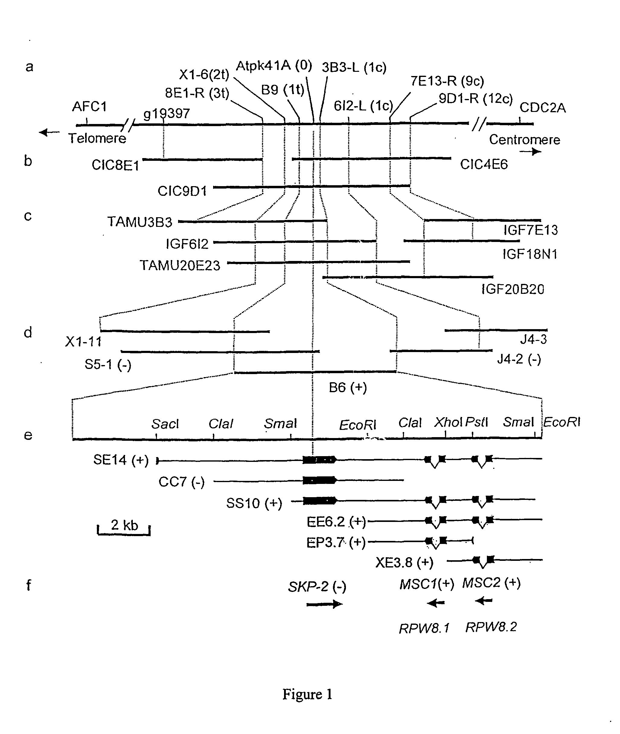 Plant resistance gene