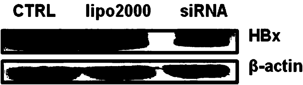 Application of bifunctional vector in inhibiting HBV (hepatitis B virus) infection