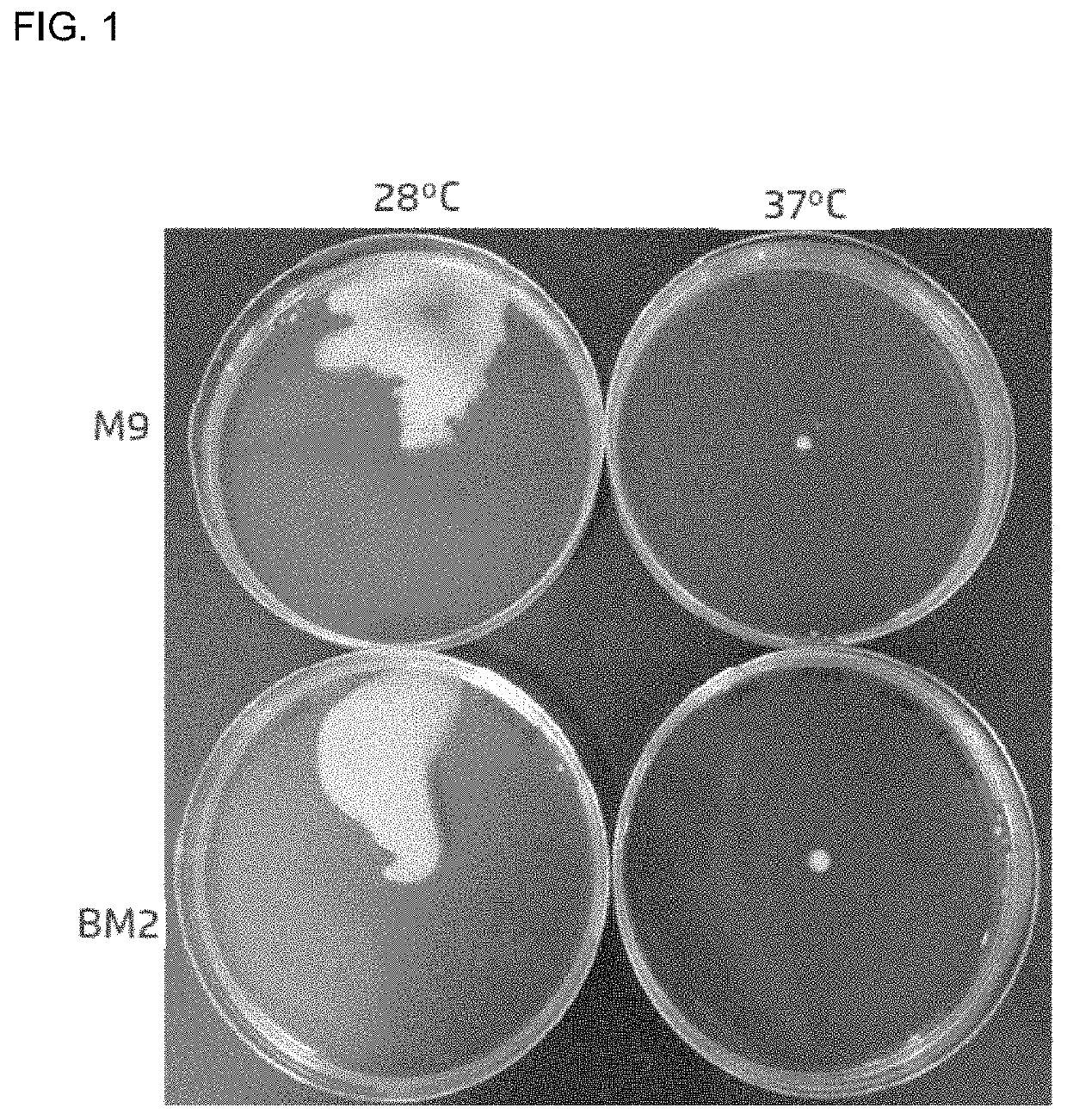 Strain of <i>Pseudomonas putida </i>and its use in the control of diseases caused by bacteria and fungi in plants