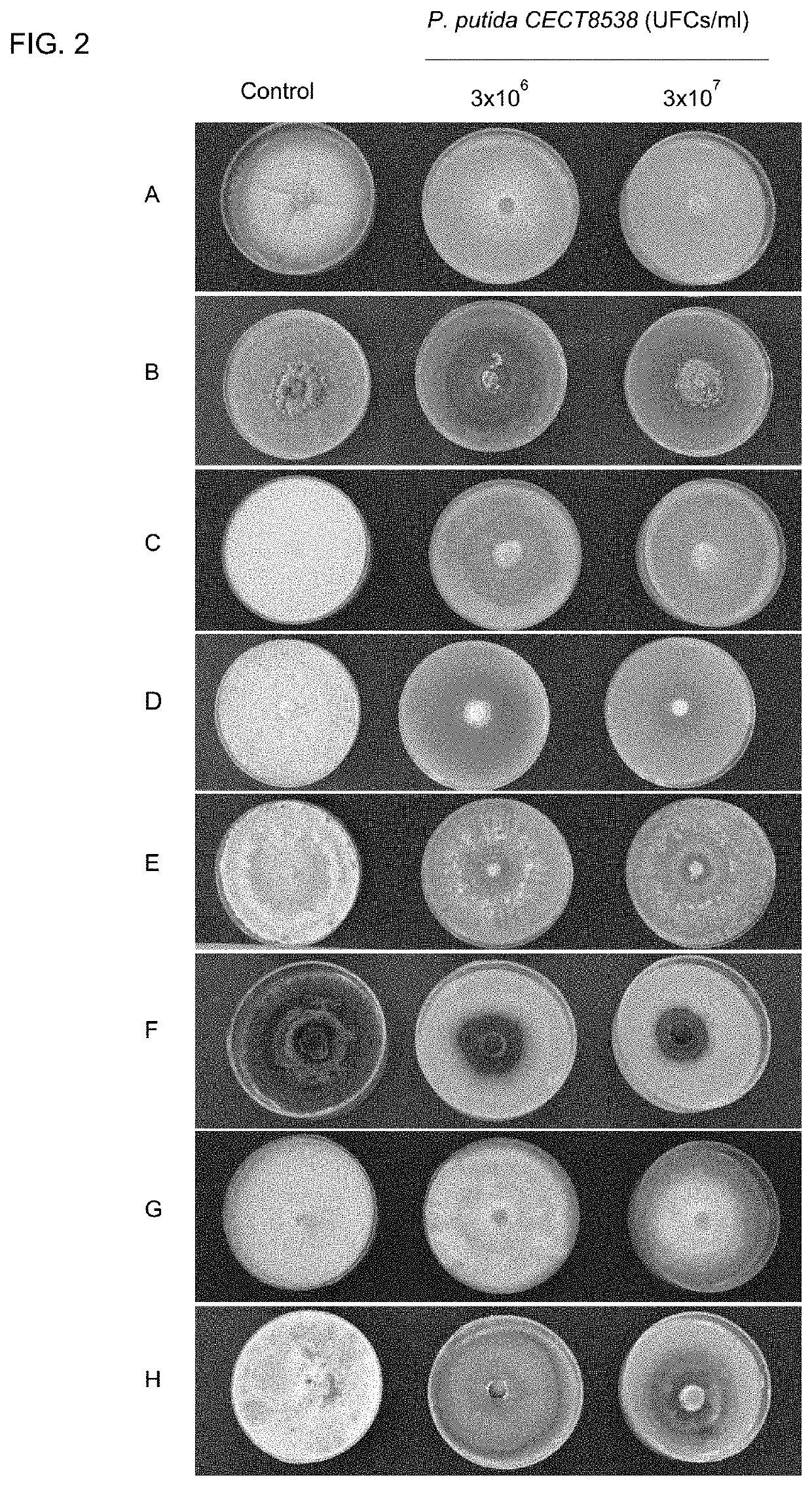 Strain of <i>Pseudomonas putida </i>and its use in the control of diseases caused by bacteria and fungi in plants