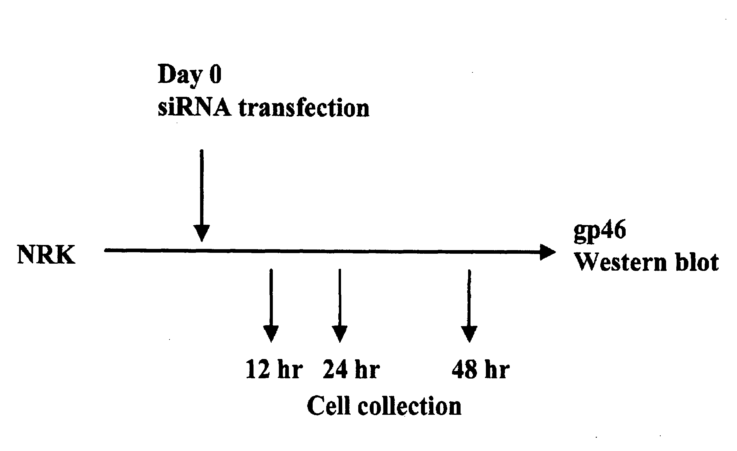 Drug Carrier and Drug Carrier Kit for Inhibiting Fibrosis