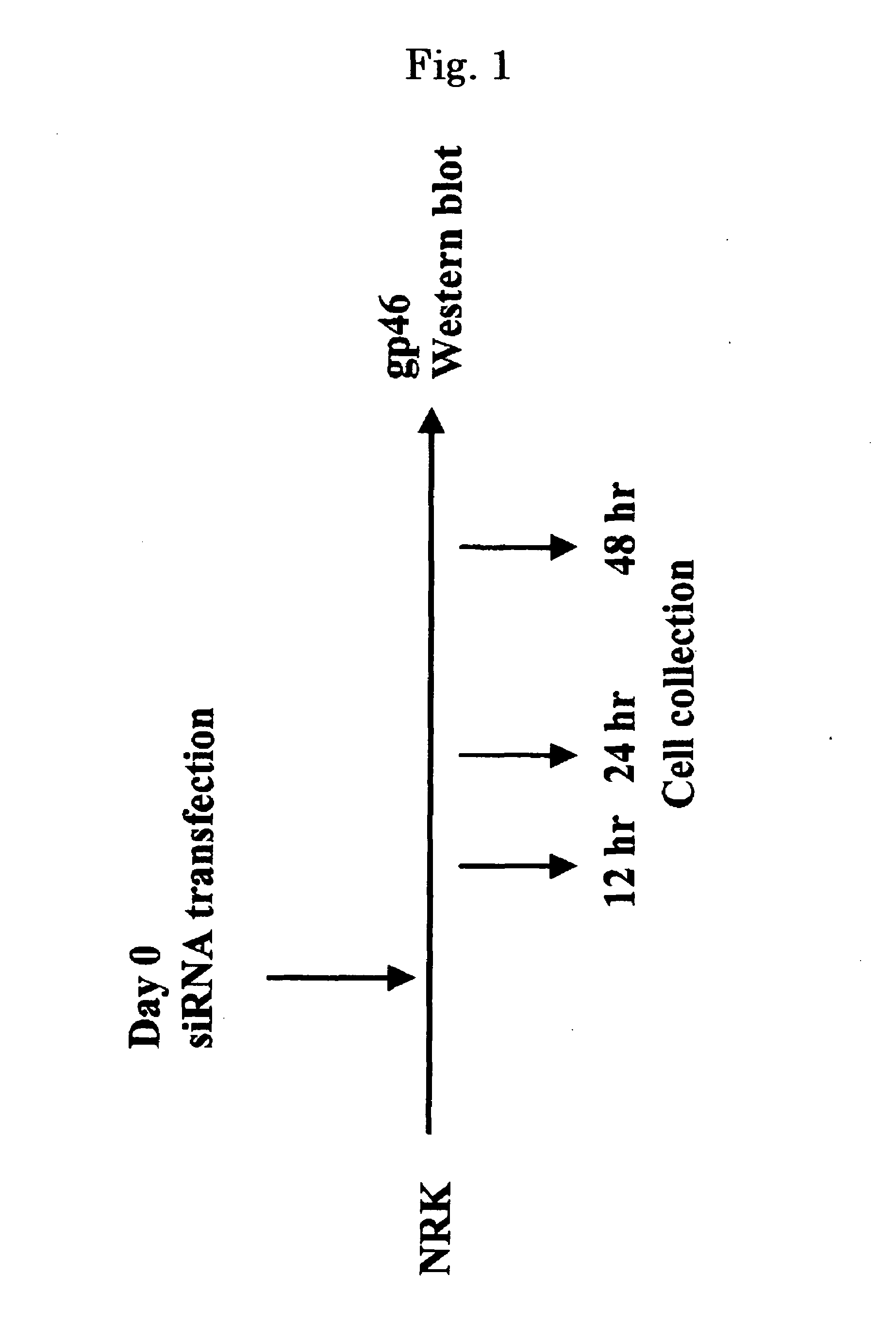 Drug Carrier and Drug Carrier Kit for Inhibiting Fibrosis