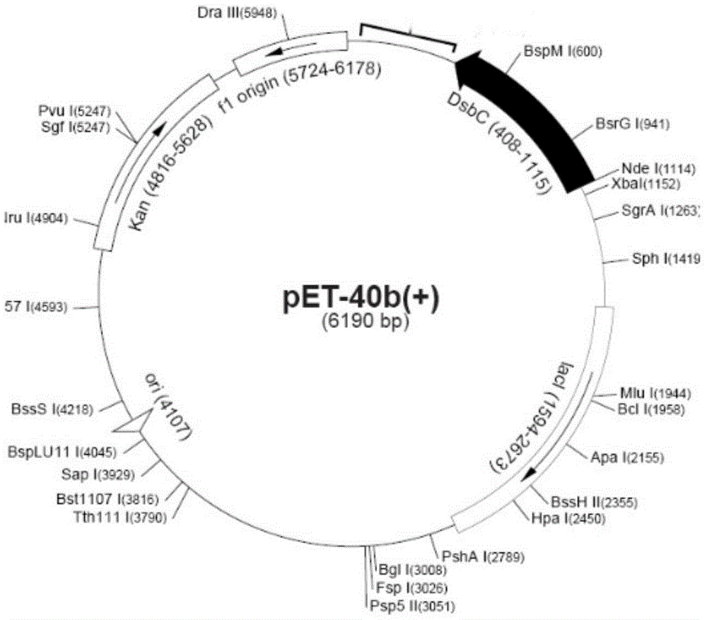 Thrombolytic enzyme gene, recombinant expression vector and recombinant bacteria comprising same and application