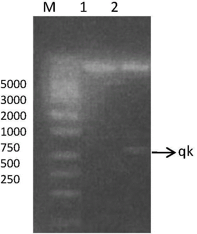 Thrombolytic enzyme gene, recombinant expression vector and recombinant bacteria comprising same and application