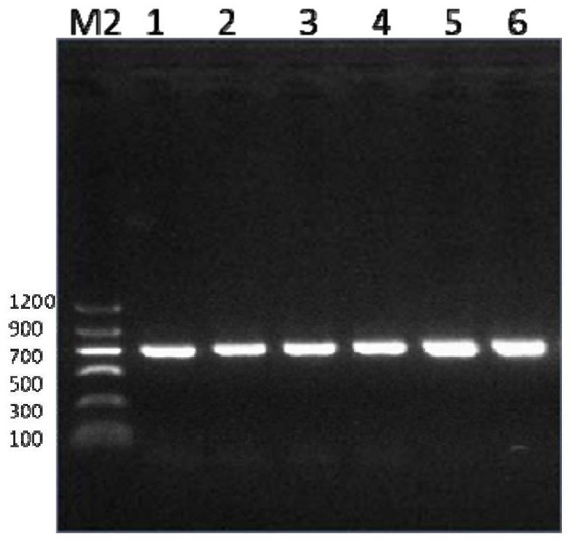 Method and kit capable of simultaneously identifying three kinds of fruit flies