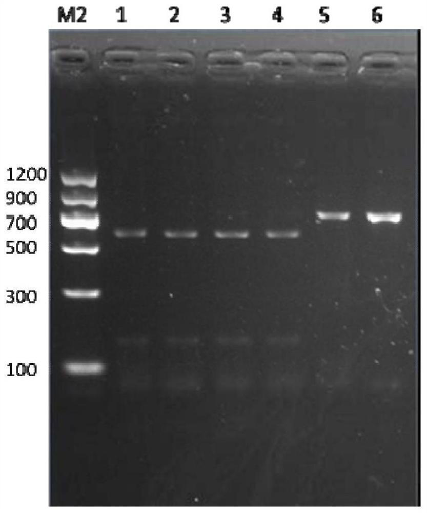 Method and kit capable of simultaneously identifying three kinds of fruit flies