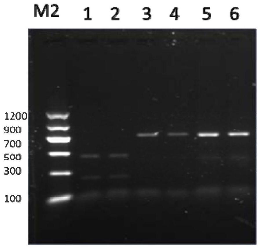 Method and kit capable of simultaneously identifying three kinds of fruit flies