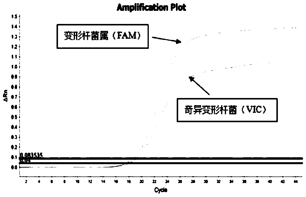 PCR primer, primer group, probe, kit and detection method for detecting Proteus and Proteus mirabilis