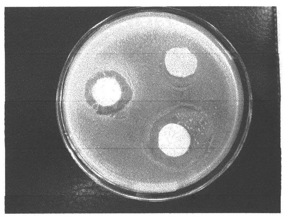 Method for preparing hemostatic sponge by use of sisal cellulose oxide