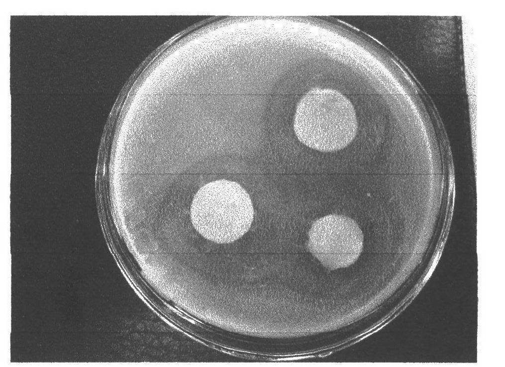 Method for preparing hemostatic sponge by use of sisal cellulose oxide