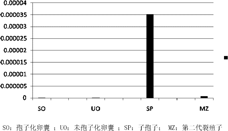 Eimeria tenella calcium-dependent protein kinase gene and application thereof