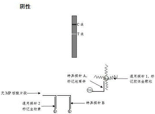 Method and kit for adopting colloidal gold chromatographic technique for detecting mycoplasma pneumoniae nucleic acid