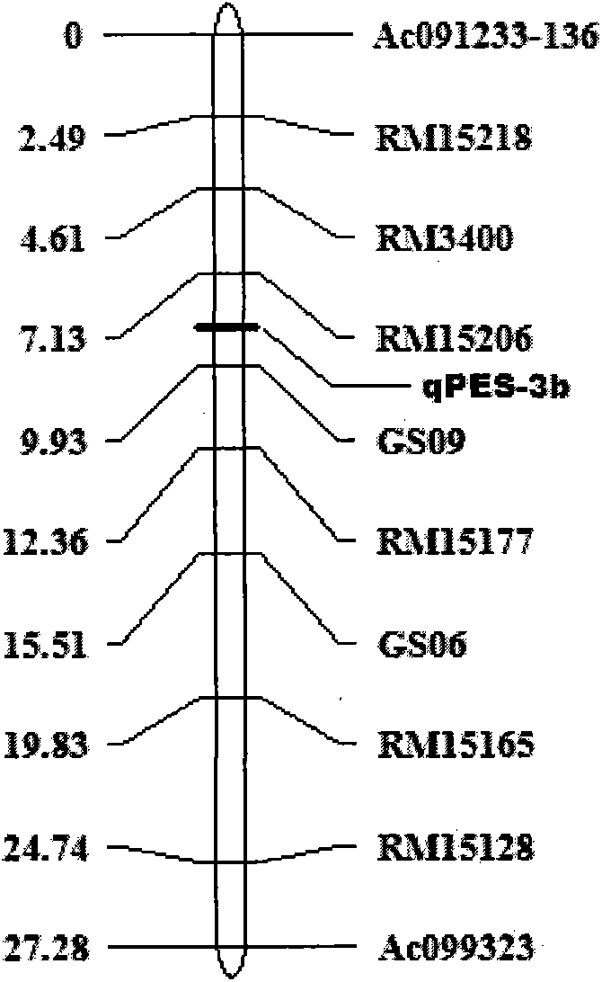 Molecular marking method of rice stigma exsertion major QTL sites