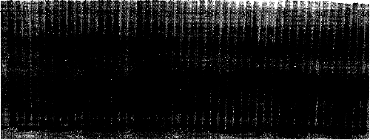 Molecular marking method of rice stigma exsertion major QTL sites