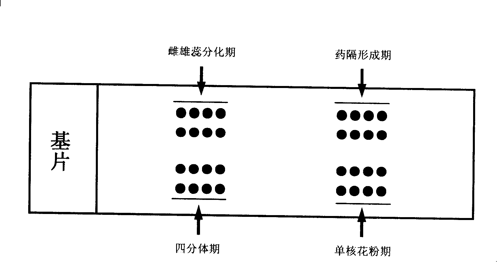 Organization chip for researching functional genome as well as preparation method and application thereof