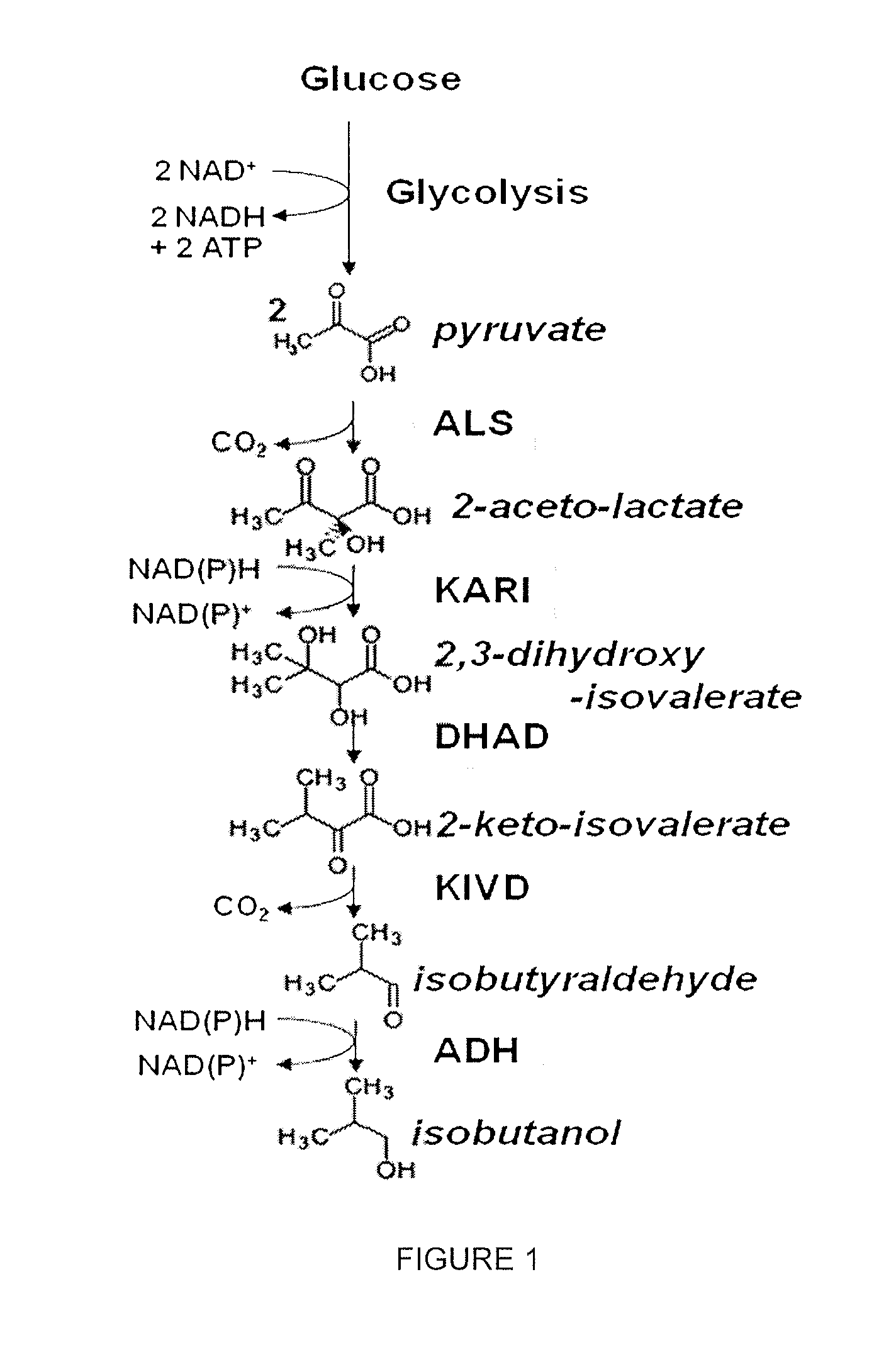 Decarboxylase proteins with high keto-isovalerate decarboxylase activity