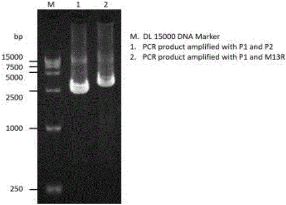 Recombinant baculovirus with surface displaying porcine epidemic diarrhea virus S protein