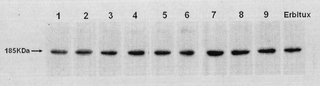 Preparation of novel anti-EGFR human source antibody MIL27 and application thereof