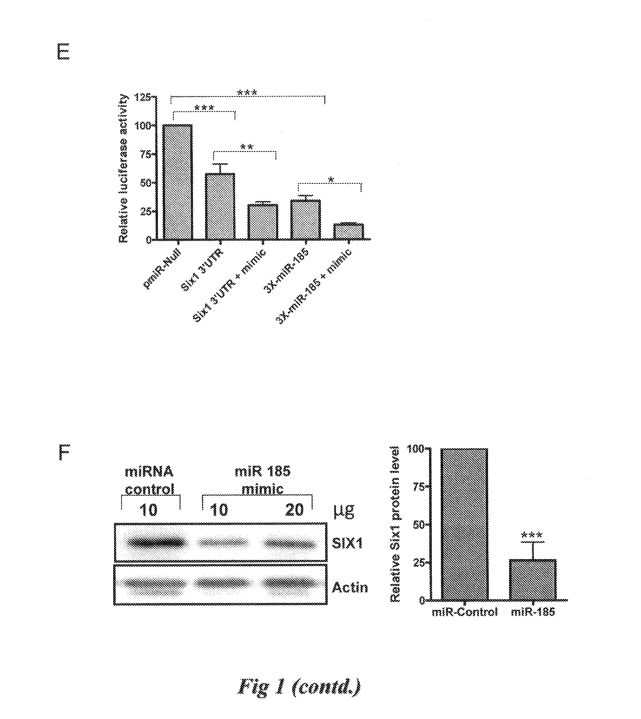 Methods and compositions for influencing tumors using microrna-185 as a tumor suppressor