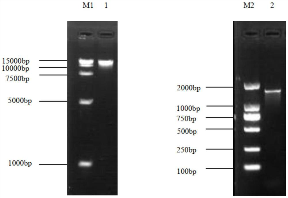 Lactobacillus plantarum SD26 as well as product and application thereof