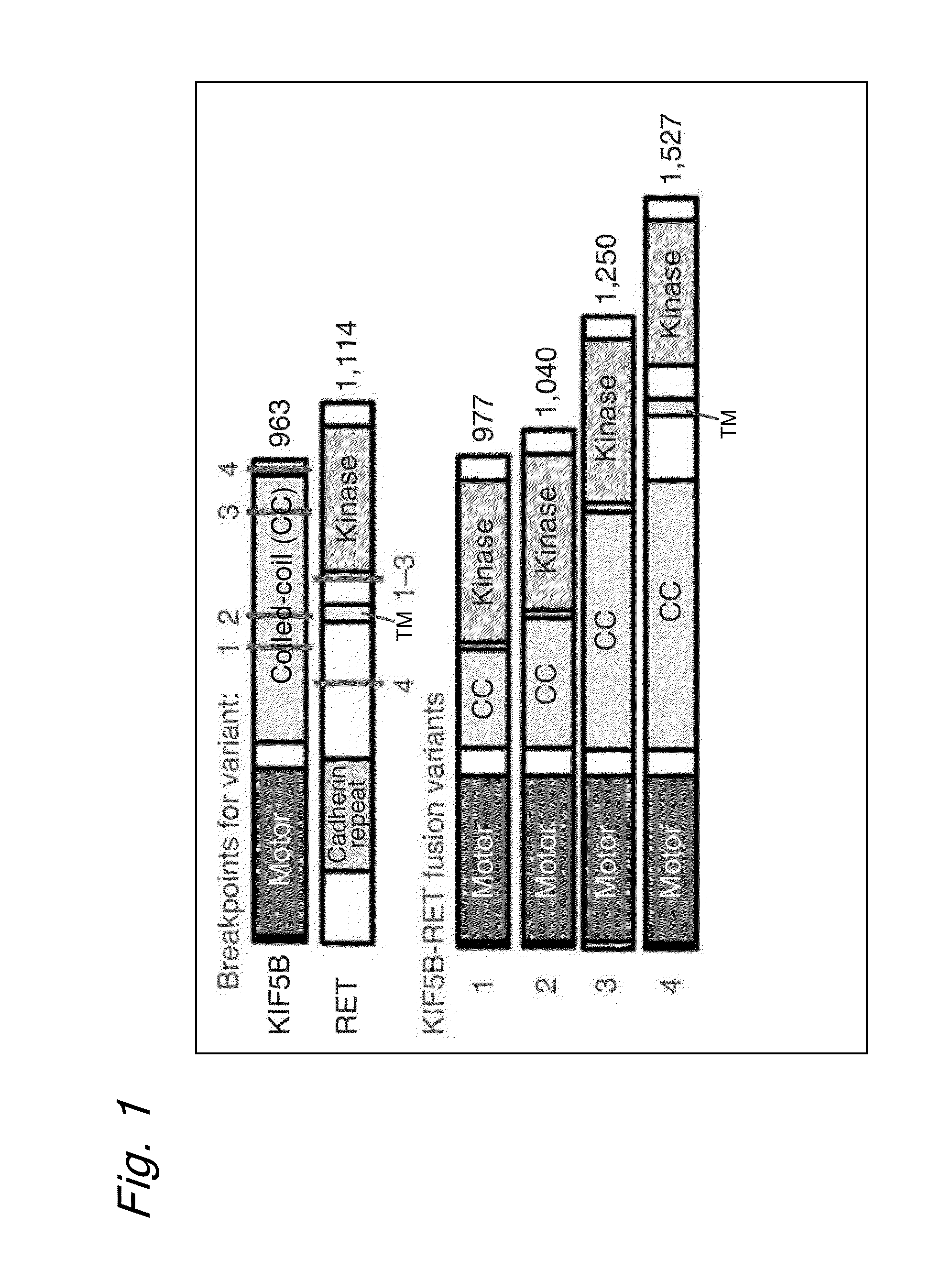 Method for determining effectiveness of cancer treatment by assessing the presence of a KIF5B-RET chimeric gene