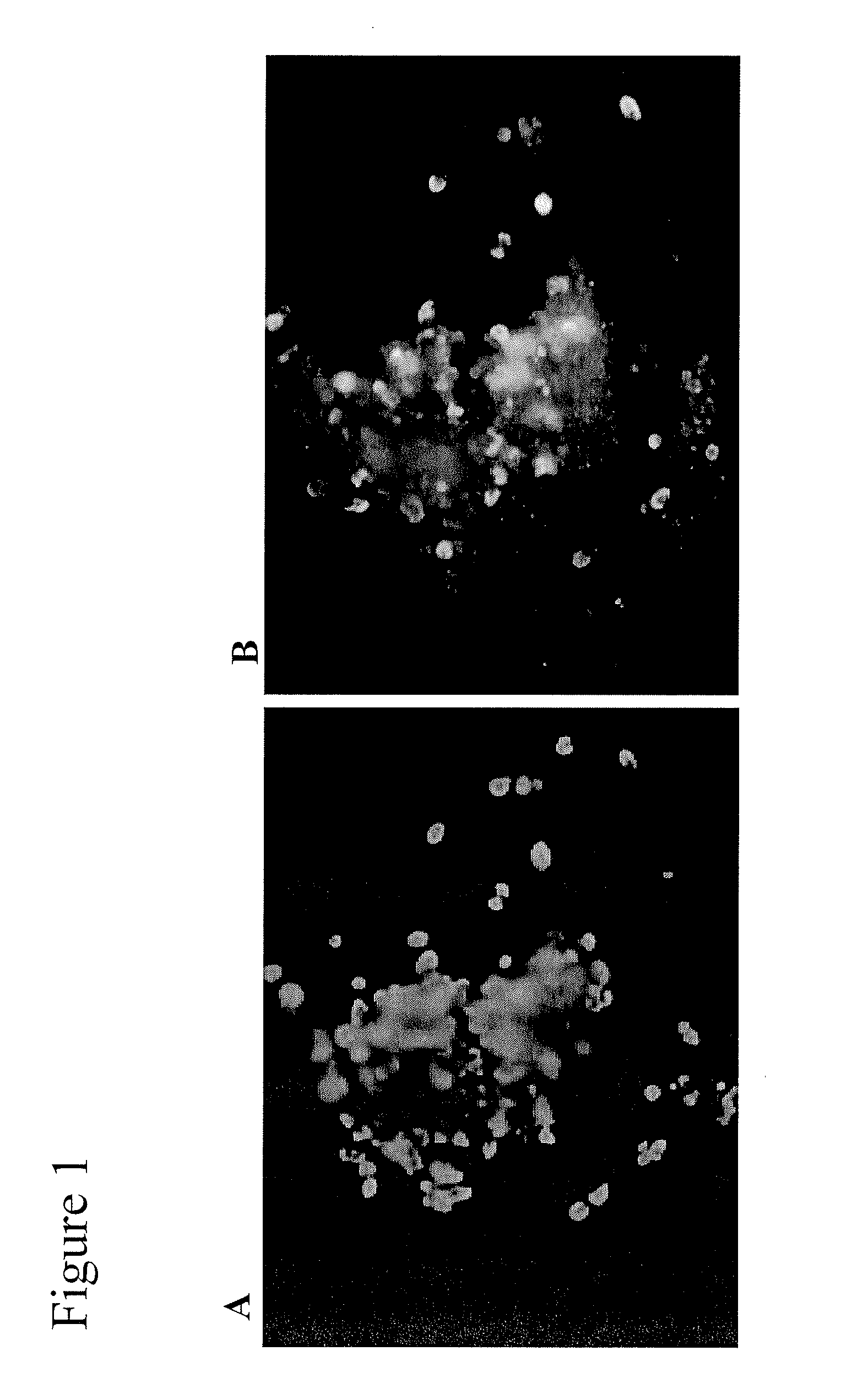 Differentiation and enrichment of islet-like cells from human pluripotent stem cells