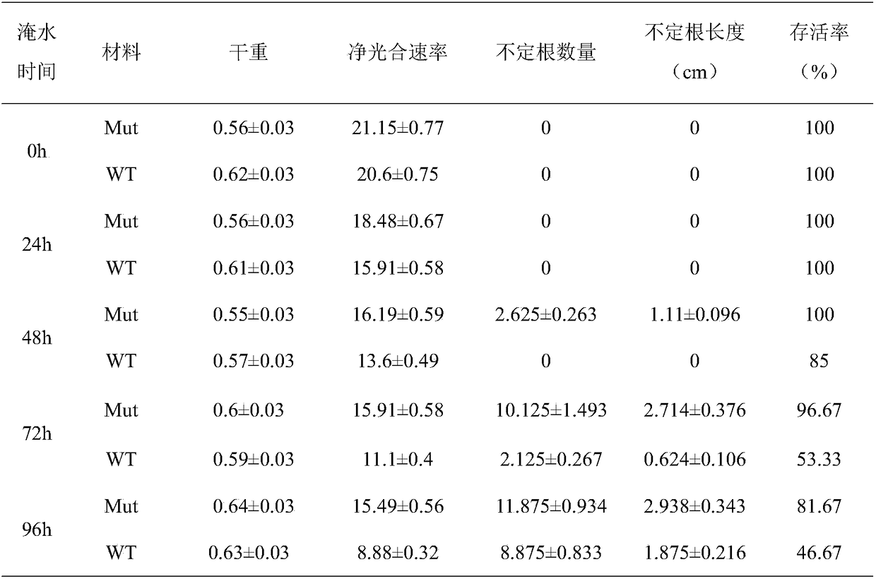 Method for creating waterlogging-resistant wax gourd mutants by mutagenic agents EMS