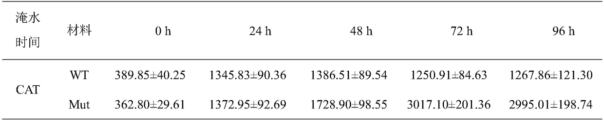 Method for creating waterlogging-resistant wax gourd mutants by mutagenic agents EMS