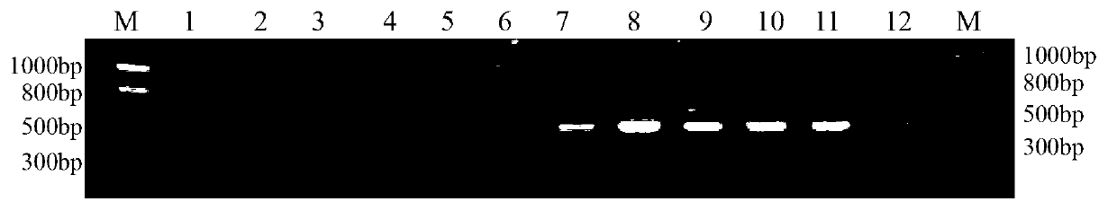 Method for identifying mating types of lepista sordida protoplasted monokaryons and special primer pair SR-2x8 thereof