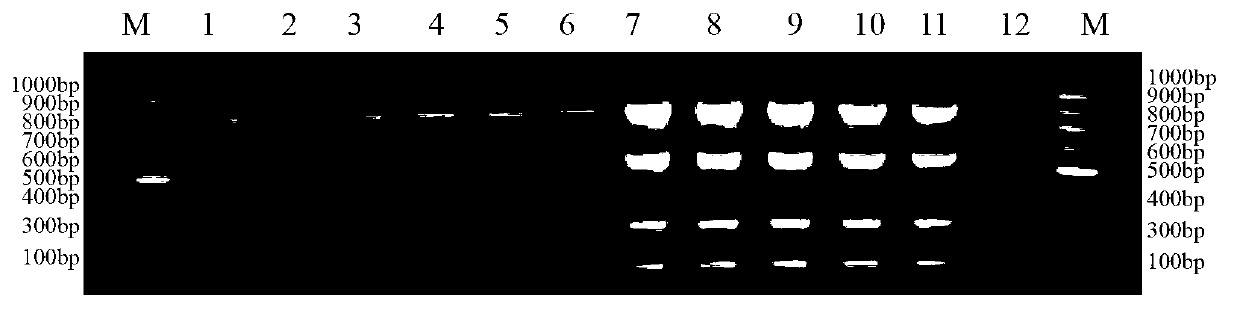 Method for identifying mating types of lepista sordida protoplasted monokaryons and special primer pair SR-2x8 thereof