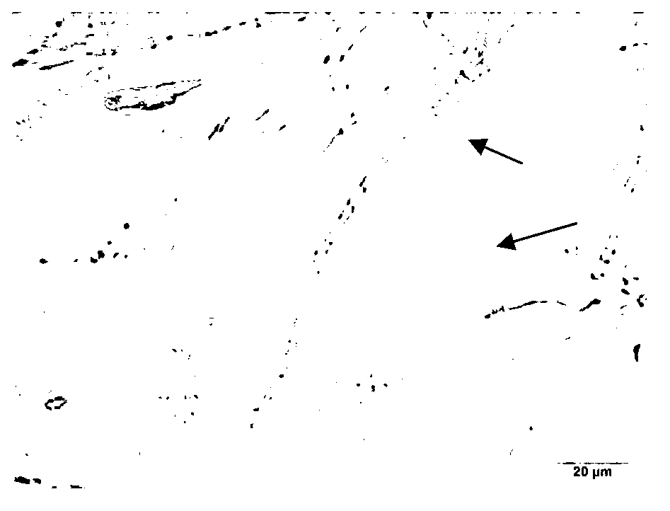 Method for identifying mating types of lepista sordida protoplasted monokaryons and special primer pair SR-2x8 thereof