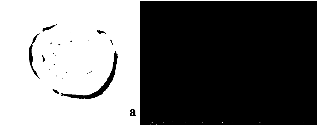 Preparation method of modified polysaccharide hydrogel and prepared modified polysaccharide hydrogel