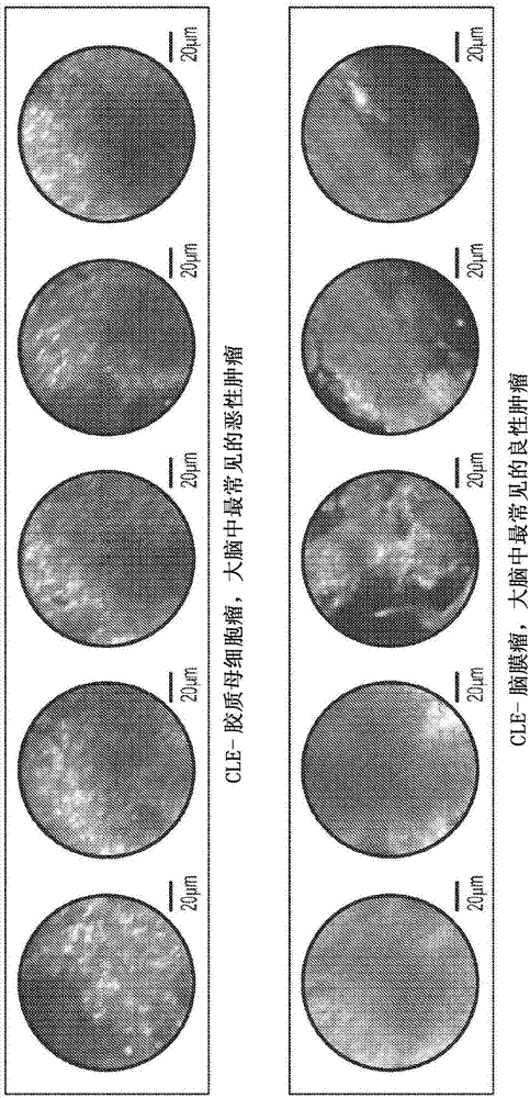 Classification of cellular images and videos