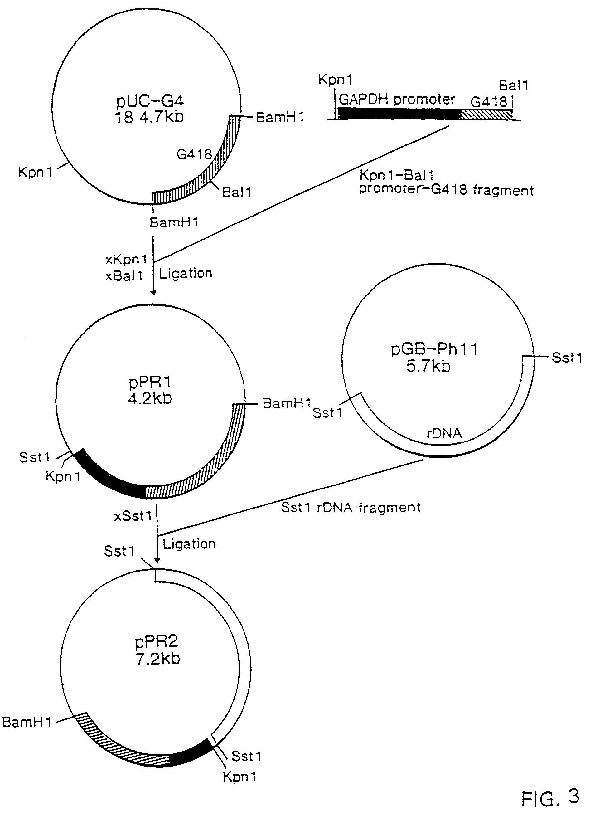 Recombinant materials for carotenoid production