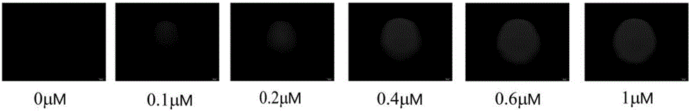 Hydrogel microsphere fluorescence sensor as well as preparation method and application thereof